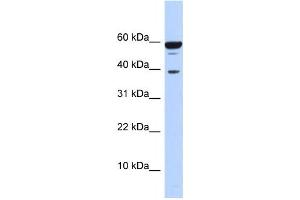 Western Blotting (WB) image for anti-Protein Phosphatase 1, Regulatory Subunit 8 (PPP1R8) antibody (ABIN2458493) (PPP1R8 anticorps)