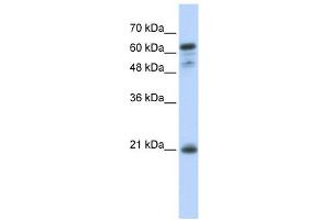 GCET2 antibody used at 1 ug/ml to detect target protein. (GCET2 anticorps  (Middle Region))