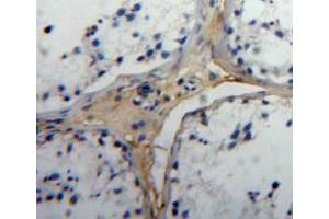 Used in DAB staining on fromalin fixed paraffin-embedded testis tissue (Insulin Like Protein 3 (AA 2-129) anticorps)