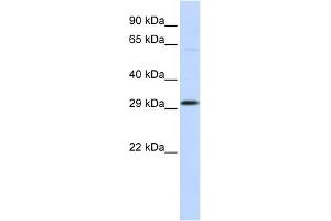 WB Suggested Anti-OVOL2 Antibody Titration:  0. (OVOL2 anticorps  (Middle Region))