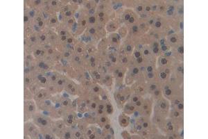 Used in DAB staining on fromalin fixed paraffin- embedded liver tissue (PHF8 anticorps  (AA 195-351))