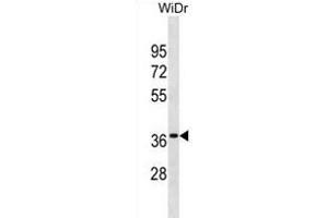 OR6K3 Antibody (N-term) (ABIN1881608 and ABIN2838717) western blot analysis in WiDr cell line lysates (35 μg/lane). (OR6K3 anticorps  (N-Term))