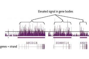 hMeDIP-chip performed on human brain DNA using 5-Hydroxymethylcytosine (5-hmC) antibody. (5-Hydroxymethylcytosine anticorps)