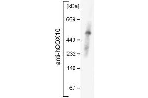 COX10 antibody - middle region  validated by WB using mouse mitochondria at 1:1000. (COX10 anticorps  (Middle Region))