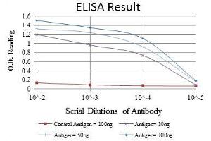 anti-Paired Box 4 (PAX4) antibody