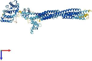 AlphaFold protein structure predicition of Human Recombinant ACTN4 Protein, UniprotID O43707