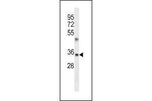 TMBIM1 Antibody (N-term) (ABIN657075 and ABIN2846238) western blot analysis in A549 cell line lysates (35 μg/lane).