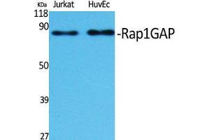 Western Blot (WB) analysis of specific cells using Rap1GAP Polyclonal Antibody. (RAP1GAP anticorps  (C-Term))