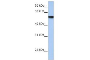 Western Blot showing TFAP2C antibody used at a concentration of 1.