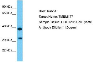Host: Rabbit Target Name: TMEM177 Sample Type: COLO205 Whole Cell lysates Antibody Dilution: 1. (TMEM177 anticorps  (C-Term))