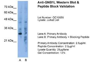 Host:  Rabbit  Target Name:  GNB1L  Sample Type:  Jurkat  Lane A:  Primary Antibody  Lane B:  Primary Antibody + Blocking Peptide  Primary Antibody Concentration:  2. (GNB1L anticorps  (C-Term))