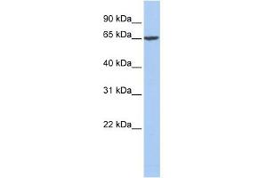 Fibrinogen Alpha antibody used at 1 ug/ml to detect target protein. (FGA anticorps  (Middle Region))