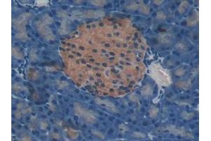 DAB staining on IHC-P; Samples: Mouse Pancreas Tissue