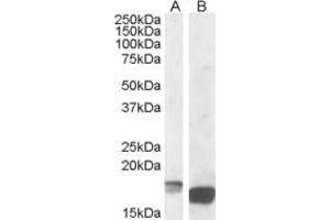 Antibody (1µg/ml) staining of Mouse Kidney lysate (A) and of Mouse Spleen lysate (B) (35µg protein in RIPA buffer). (TSPO anticorps  (C-Term))