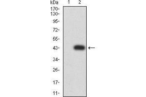 Western blot analysis using RALB mAb against HEK293 (1) and RALB (AA: 89-206)-hIgGFc transfected HEK293 (2) cell lysate.