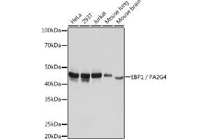 Western blot analysis of extracts of various cell lines, using EBP1/PG4 Rabbit mAb (ABIN7269550) at 1:1000 dilution. (PA2G4 anticorps)