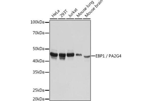 PA2G4 anticorps