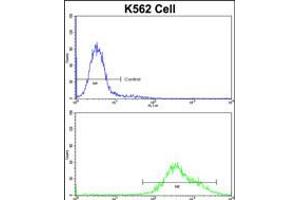 Flow cytometric analysis of K562 cells using PAX3 Antibody (N-term)(bottom histogram) compared to a negative control cell (top histogram)FITC-conjugated goat-anti-rabbit secondary antibodies were used for the analysis. (Paired Box 3 anticorps  (N-Term))