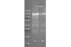 Image no. 1 for anti-Invertase antibody (Texas Red (TR)) (ABIN799705) (Invertase anticorps  (Texas Red (TR)))