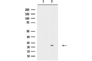 Western blot analysis of lysates from Rat heart, using GB Antibody.