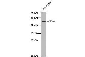 Western blot analysis of extracts of rat thymus, using IFI44 antibody.