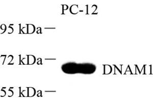 Western blot analysis of DNAM1 (ABIN7073379) at dilution of 1: 500 (CD226 anticorps)