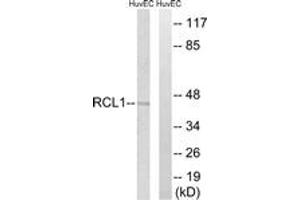 Western Blotting (WB) image for anti-RNA Terminal Phosphate Cyclase-Like 1 (RCL1) (AA 324-373) antibody (ABIN2890600) (RCL1 anticorps  (AA 324-373))