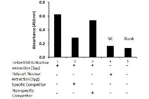 Transcription factor activity assay of HIF-1α from nuclear extracts of HeLa cells or HeLa cells treated with DMOG (1mM) for 4 hr with the specific competitor or non-specific competitor.
