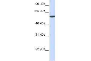PHF10 antibody used at 1 ug/ml to detect target protein.