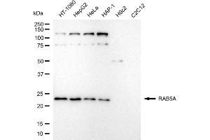 Western blotting analysis using RAB5A antibody (ABIN7800099).