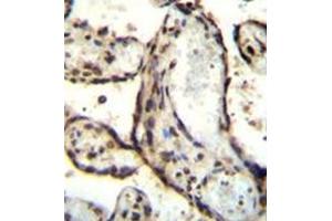 Immunohistochemistry analysis in formalin fixed and paraffin embedded human placenta tissue reacted with AP52035PU-N followed by peroxidase conjugation of the secondary antibody and DAB staining. (HEXIM1 anticorps  (Middle Region))