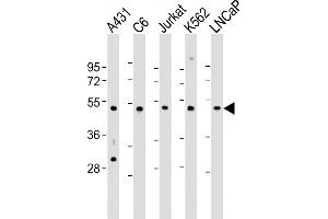 All lanes : Anti-CDC37 Antibody (Center) at 1:2000 dilution Lane 1: A431 whole cell lysate Lane 2: C6 whole cell lysate Lane 3: Jurkat whole cell lysate Lane 4: K562 whole cell lysate Lane 5: LNCaP whole cell lysate Lysates/proteins at 20 μg per lane.