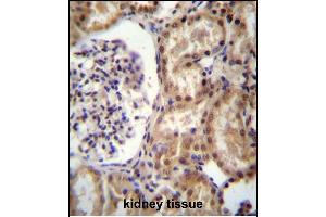 RNF43 Antibody (C-term) (ABIN657128 and ABIN2846272) immunohistochemistry analysis in formalin fixed and paraffin embedded human kidney tissue followed by peroxidase conjugation of the secondary antibody and DAB staining. (RNF43 anticorps  (C-Term))