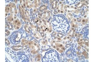 ARMCX6 antibody was used for immunohistochemistry at a concentration of 4-8 ug/ml to stain Epithelial cells of renal tubule (arrows) in Human Kidney. (ARMCX6 anticorps  (N-Term))