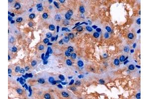 Detection of APOE in Porcine Kidney Tissue using Polyclonal Antibody to Apolipoprotein E (APOE)