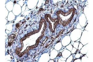 IHC-P Image SLC20A1 antibody [N3C2], Internal detects SLC20A1 protein at membrane and cytoplasm on mouse mammary gland by immunohistochemical analysis. (SLC20A1 anticorps)