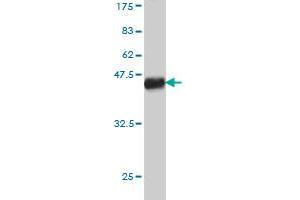 Western Blot detection against Immunogen (38.