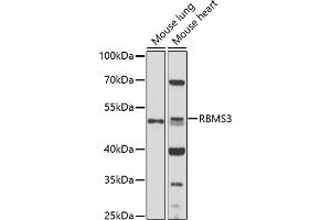 Western blot analysis of extracts of various cell lines, using RBMS3 antibody (ABIN7270096) at 1:1000 dilution. (RBMS3 anticorps  (AA 334-433))