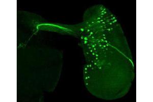 Immunofluorescence Microscopy of Chicken anti-GFP antibody.