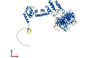 AlphaFold protein structure predicition of Mouse Recombinant Klhl6 Protein, UniprotID Q6V595