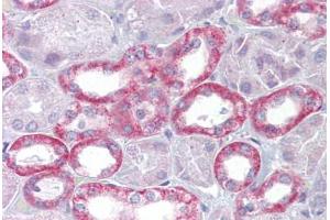 Anti-Klotho antibody IHC staining of human kidney. (Klotho anticorps  (AA 251-300))