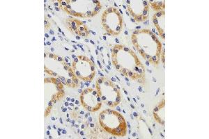 Immunohistochemical analysis of paraffin-embedded H.