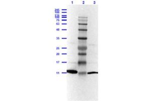 Western Blot Results of Rabbit Anti-Leptin Antibody.