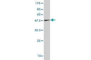Western Blot detection against Immunogen (44 KDa) .