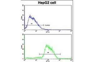 Flow cytometric analysis of HepG2 cells using CDH4 Antibody (N-term)(bottom histogram) compared to a negative control cell (top histogram). (Cadherin 4 anticorps  (N-Term))