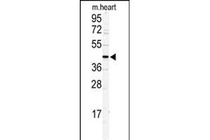 Western blot analysis of DCC1 antibody (N-term) (ABIN389400 and ABIN2839490) in mouse heart tissue lysates (35 μg/lane). (DSCC1 anticorps  (N-Term))