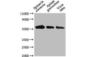 Western Blot Positive WB detected in: Spinacia oleracea leaf tissue, Apium graveolens leaf tissue, Vicia faba leaf tissue All lanes: PEX14 antibody at 1:1000 Secondary Goat polyclonal to rabbit IgG at 1/50000 dilution Predicted band size: 56 kDa Observed band size: 56 kDa (PEX14 anticorps  (AA 288-507))