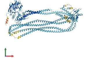 AlphaFold protein structure predicition of Human Recombinant SMC1B Protein, UniprotID Q8NDV3