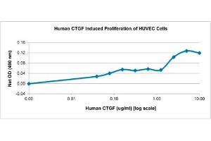 SDS-PAGE of Human Connective Tissue Growth Factor Recombinant Protein Bioactivity of Human Connective Tissue Growth Factor Recombinant Protein. (CTGF Protéine)