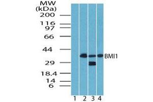 Image no. 1 for anti-BMI1 Polycomb Ring Finger Oncogene (BMI1) (AA 270-320) antibody (ABIN960099) (BMI1 anticorps  (AA 270-320))